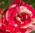 Top view of a red rose Bud growing on a Bush in the garden, selective focus, outdoor Royalty Free Stock Photo