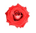 Top view red rose colorful flowers blooming  isolated on white background with clipping path Royalty Free Stock Photo