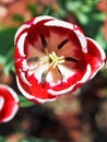 Top view of red tulip bloom Royalty Free Stock Photo