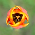 Top view of red tulip flower Royalty Free Stock Photo