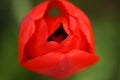 Top view of a red tulip outdoor, macro photo. Spring flower which blooms against green background