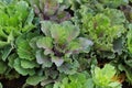 Top view of red and white ornamental cabbage. Royalty Free Stock Photo