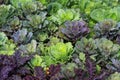 Top view of red and white ornamental cabbage. Royalty Free Stock Photo