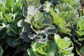 Top view of red and white ornamental cabbage. Royalty Free Stock Photo