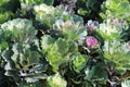 Top view of red and white ornamental cabbage. Royalty Free Stock Photo