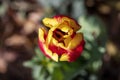 Top view of red-yellow tulip flower close up on a blurred background Royalty Free Stock Photo