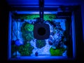 Top view of a reef aquarium tank under actinic light