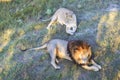 top view of resting pair of lion and lioness in the withered grass in the evening Royalty Free Stock Photo