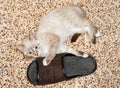 Resting young thai cat lying near a slipper
