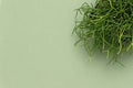 Top view of Rhipsalis baccifera with selective focus on green background. Variety of succulents