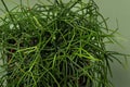 Top view of Rhipsalis baccifera with selective focus on green background. Variety of succulents