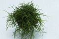 Top view of Rhipsalis baccifera with selective focus on light background. Succulent plant with needles