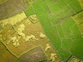 Top view rice field from above with agricultural parcels of different crops in green and yellow ready to harvest, Aerial view of Royalty Free Stock Photo