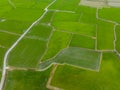 Rice field in Taitung of Taiwan Royalty Free Stock Photo