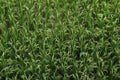 Top view of Rice field, Tilt Shift Effect Royalty Free Stock Photo