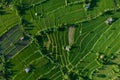 Top view of rice fields in Bali, sun and green plantation