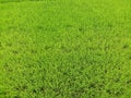 Top view rice green field, agriculture Asian farm growth beautiful texture at countryside background Royalty Free Stock Photo