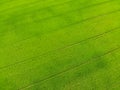 Top view rice green field, agriculture Asian farm  beautiful texture Royalty Free Stock Photo