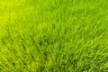 Top view rice plants in the green field