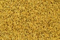 Top view of Rice seeds on paddy background, a higher quality of