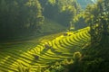 Top view of Rice terraced fields on Mu Cang Chai District, YenBai province, Northwest Vietnam