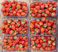 Top view ripe red strawberries in plastic boxes.