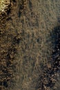 Large amount of water weed Royalty Free Stock Photo