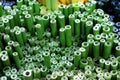 Top view rolls papers. Royalty Free Stock Photo