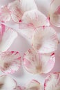 top view rose petals background. High quality photo Royalty Free Stock Photo