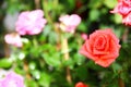 Top view rose with water drop in garden Royalty Free Stock Photo