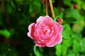 Top view rose with water drop in garden Royalty Free Stock Photo