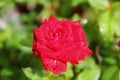 Top view rose with water drop in garden Royalty Free Stock Photo