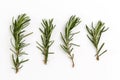 Top view Rosemary isolated on white background