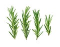 Top view of Rosemary isolated on white background