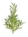 Top view of Rosemary isolated on white backgruond