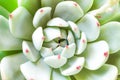 Top view roses stone cactus texture blooming on background