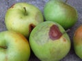 Top view of rotten apple fruit, mildew, diseases, orchard, farm, agriculture, harvest, production. Monilinia fructigena Royalty Free Stock Photo