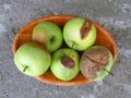 Top view of rotten apple fruit, mildew, diseases, orchard, farm, agriculture, harvest, production. Monilinia fructigena Royalty Free Stock Photo