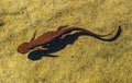 Top view of a rough-skinned or roughskin newt, taricha granulosa, swimming underwater in Trillium Lake, Oregon