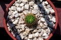 top view of a round cactus at window in a earthen pot decorated by white stones to decorate home Royalty Free Stock Photo