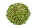 top view of round heap alfalfa sprouts isolated on white background, super food for healthy nutrition