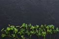 Top view of row of green shamrock leaves on the dark surface.Empty space Royalty Free Stock Photo