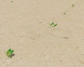 Top view row of squash seedling growing on dry loam soil at farmland in Puyallup, Washington Royalty Free Stock Photo