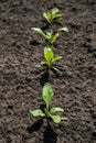 row of sugar beet sprouts Royalty Free Stock Photo