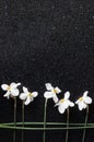 Top view of row of white narcissus flowers on the black background.Empty space