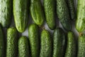 Top view of rows of fresh organic cucumber as a background Royalty Free Stock Photo