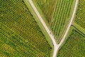 Top view of rows of vines Royalty Free Stock Photo