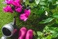 top view of rubber boots, flowers Royalty Free Stock Photo