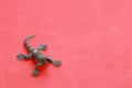 Top view of the rubber lizard toy isolated on a red background Royalty Free Stock Photo