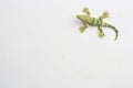 Top view of the rubber lizard toy isolated on a white background Royalty Free Stock Photo